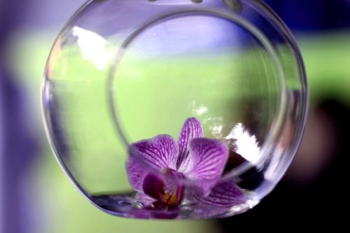 Orchidėja, Žiedas, Žydėti, Stiklinėje, Deko, Apdaila, Stiklo Rutulys, Violetinė, Stiklinis Indas