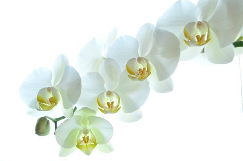 Orchidėja, Balta, Gėlės