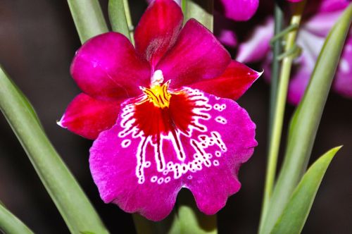 Orchidėja, Žiedas, Žydėti, Gėlė, Orchidaceae, Violetinė, Rožinis