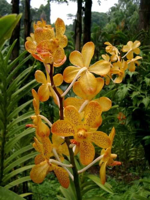 Orchidėja, Žiedas, Žydėti, Gėlė, Orchideenblüte, Singapūras, Geltona