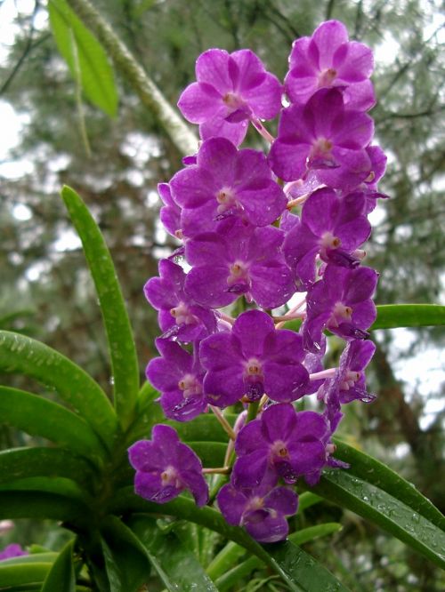 Orchidėja, Žiedas, Žydėti, Gėlė, Orchideenblüte, Singapūras, Violetinė