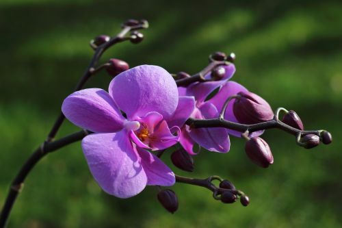 Orchidėja, Gėlė, Žiedas, Žydėti, Violetinė, Violetinė