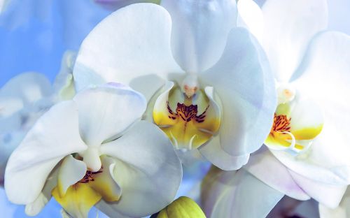 Orchidėja, Gėlė, Mėlynas