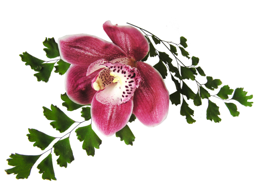 Orchidėja, Rožinis, Su Paparšu
