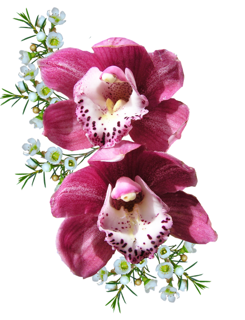Orchidėja, Rožinis, Su, Vaško Gėlės
