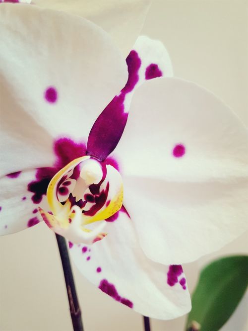 Orchidėja, Vandenyno Fanaenopsis, Gėlė