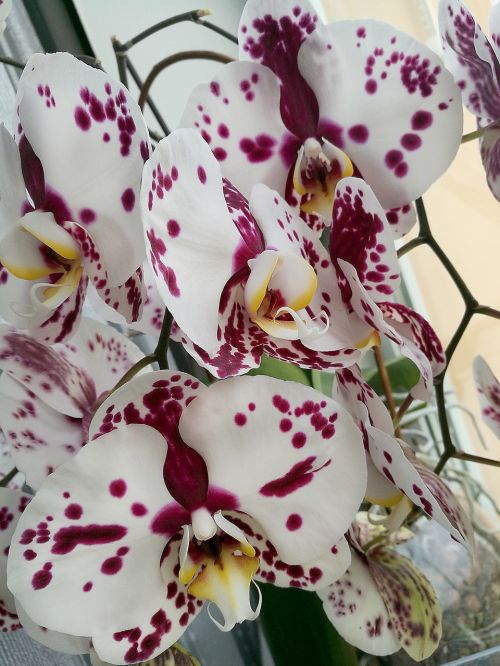 Orchidėja, Gėlės, Graži Gėlė, Makro, Iš Arti, Žydėti, Tropiniai Augalai, Balta Orchidėja, Gražus