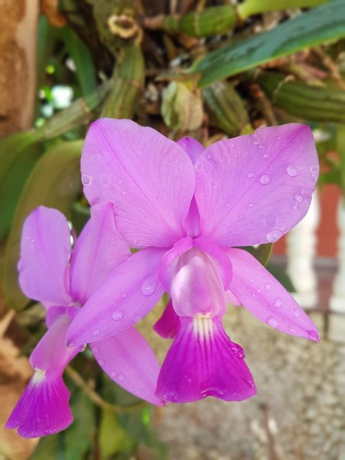 Orchidėja, Gėlė, Botanistas, Alyvinė Orchidėja, Gamta, Orquidea
