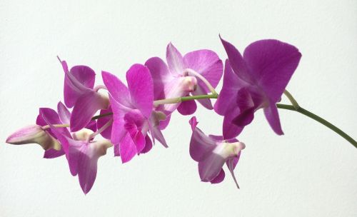 Orchidėja, Žydėti, Gėlė, Rožinis, Violetinė, Violetinė, Žiedas, Gėlių, Šviežias, Spalva