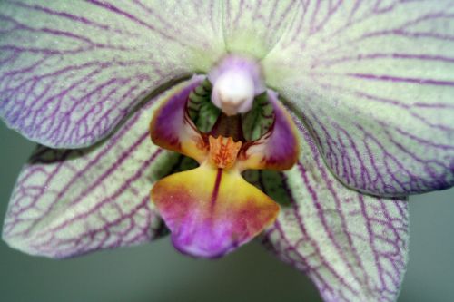 Orchidėja, Gėlė, Balta Violetinė, Žiedas, Žydėti, Augalas