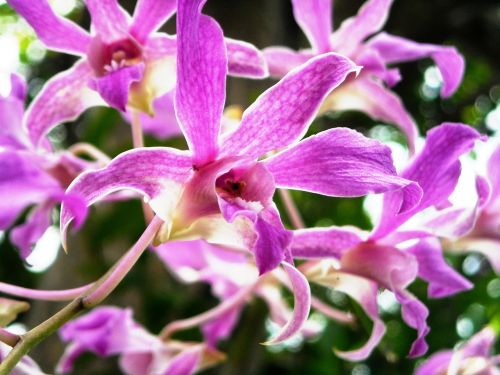 Orchidėja, Gėlės, Violetinė