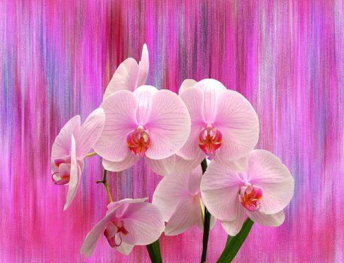 Orchidėja, Gėlės, Orchideenblüte, Gamta, Rožinis, Atogrąžų, Gėlė, Augalas