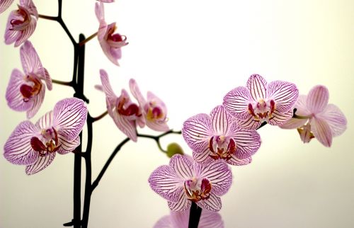 Orchidėja, Žiedlapiai, Violetinė, Violetinė, Gėlė, Mallow
