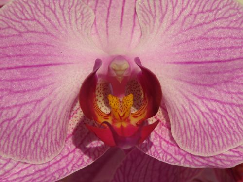 Orchidėja, Orchideenblüte, Žiedas, Žydėti, Gėlė, Gamta, Uždaryti, Makro, Atogrąžų Augalas, Augalas, Graži Gėlė, Flora