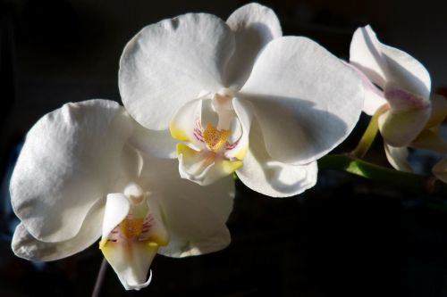 Orchidėja, Phalaenopsis, Žiedas, Žydėti, Balta, Augalas, Gėlės