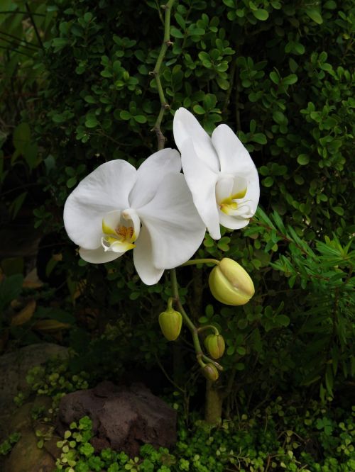Orchidėja, Atogrąžų Sodas, Balta Gėlė