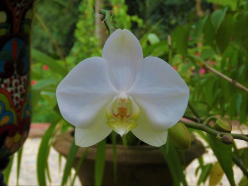 Orchidėja, Balta Gėlė, Tropinės Gėlės