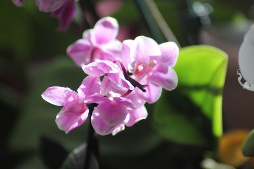 Orchidėja, Dekoratyvinis Augalas, Gėlė, Guzmania, Violetinė, Gėlės, Rožinis