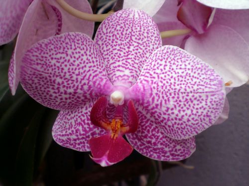 Orchidėja, Phalaenopsis, Orchidėjos, Rožinis, Atogrąžų, Karalienė Gėlių, Drugelis Orchidėja, Žiedas, Žydėti