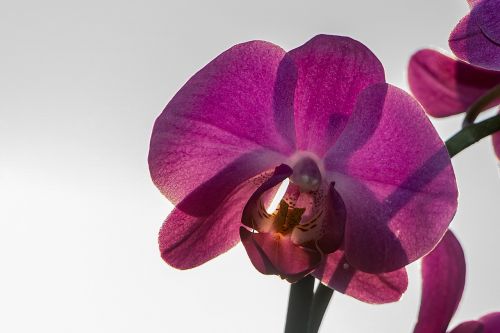 Orchidėja, Gėlė, Gamta, Uždaryti