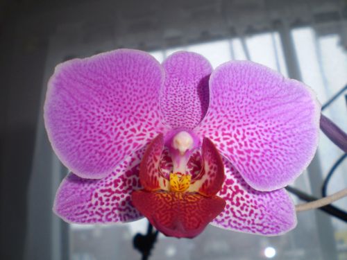 Orchidėja, Gėlė, Roštín, Violetinė, Vidurinis Raudonas