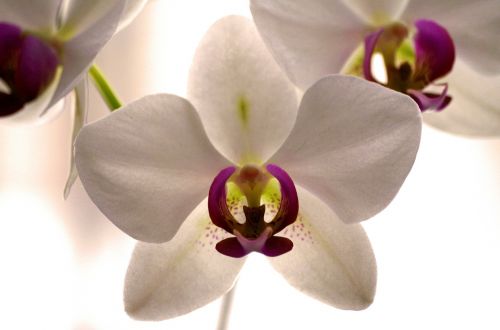 Orchidėja, Žiedas, Žydėti, Gėlė, Balta Violetinė, Balta, Augalas, Gėlės, Gamta