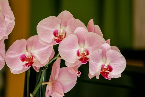 Orchidėja, Gėlė, Rožinis, Augalas, Phanelopsis, Gamta, Egzotiškas, Gėlės Orchidėjų, Botanika