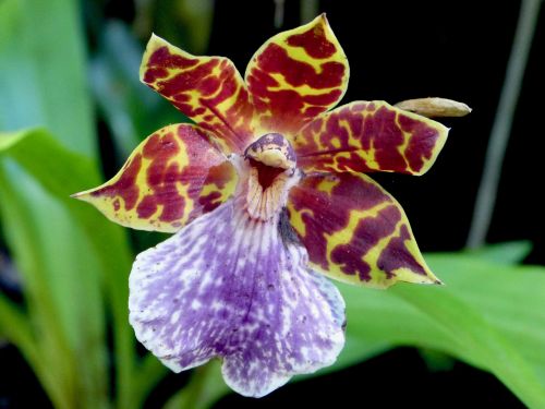 Orchidėja, Gėlė, Susivienijimo Sala, Gamta, Gėlės Orchidėjų