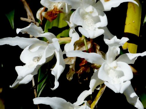 Orchidėja, Gėlė, Susivienijimo Sala, Gamta, Gėlės Orchidėjų