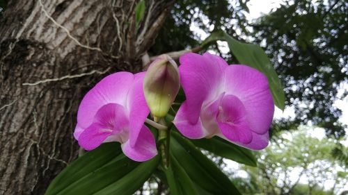 Orchidėja, Žydi, Gėlė