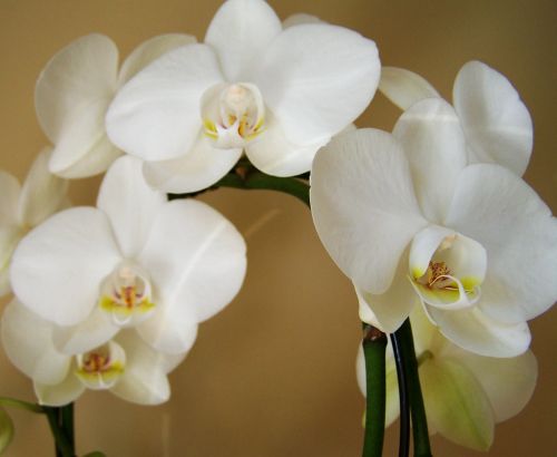 Orchidėja, Egzotinis Augalas, Balta Spalva, Kambario Augalas