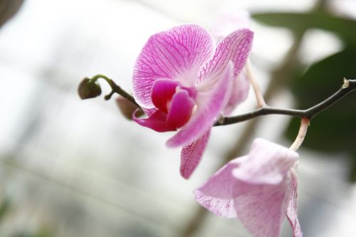 Orchidėja, Phalanopsis, Gėlė