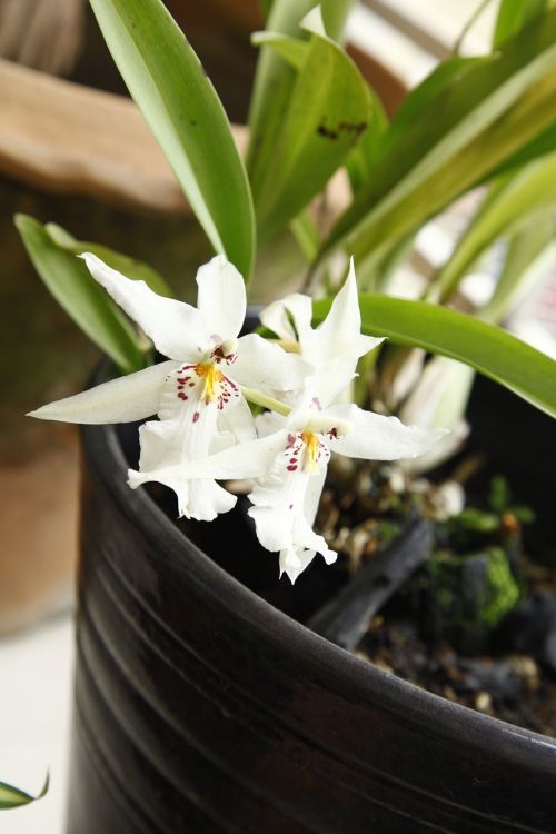 Orchidėja, Oncidium, Gėlė