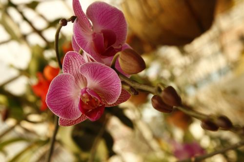 Orchidėja, Phalanopsis, Gėlė