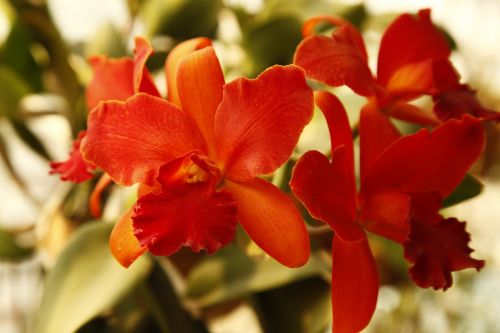 Orchidėja, Cattela, Gėlė