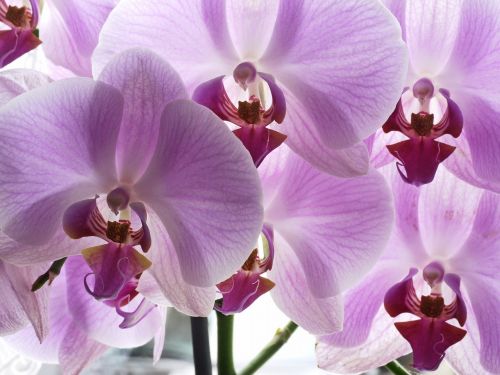Orchidėja, Gėlės, Panicle, Violetinė, Pasodintas Augalas, Palangė, Orchideenblüte, Filigranas, Violetinė, Rožinis, Gėlė, Egzotiškas, Uždaryti