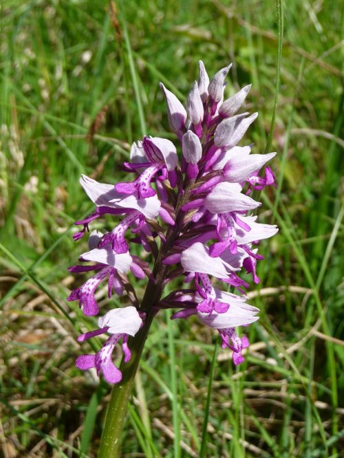 Orchidėja, Gėlė, Laukinė Gėlė, Saugoma Augalija, Widlblume, Gamtos Apsauga, Rožinis, Žiedas, Žydėti, Uždaryti, Laukinis Augalas, Vokiečių, Augalas