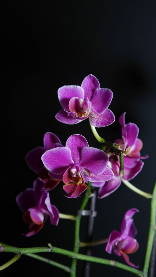 Orchidėja, Violetinė, Gėlė, Žiedas, Žydėti, Šviesiai Violetinė, Violetinė, Pastebėtas, Orchidėjos, Gėlės