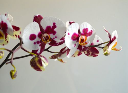 Orchidėja, Gėlės, Gėlių