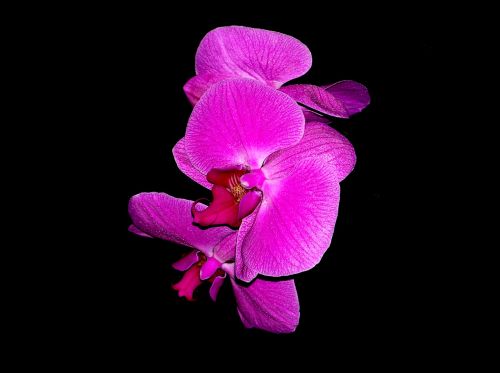 Orchidėja, Gėlė, Gamta, Žiedas, Žiedlapis, Botanikos, Violetinė, Gėlių