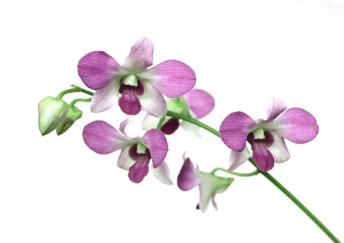 Orchidėja, Gėlė, Flora, Gamta, Žydi, Violetinė, Žiedlapis