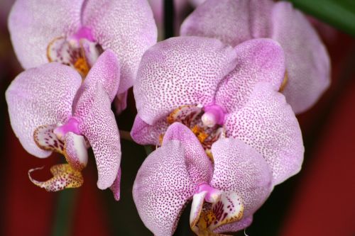 Orchidėja, Gėlė, Rožinis, Dekoratyvinis Augalas, Makro, Kambarinis Augalas, Drugelis Orchidėja, Uždaryti