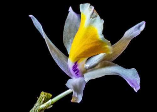 Orchidėja, Laukinė Orchidėja, Žiedas, Žydėti, Gėlė, Balta Violetinė Geltona