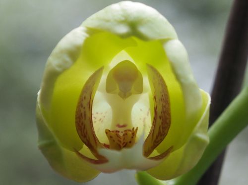 Orchidėja,  Budas,  Gėlė,  Uždaryti,  Drugelis Orchidėja,  Phalaenopsis Orchidėja,  Phalaenopsis,  Žalias,  Be Honoraro Mokesčio