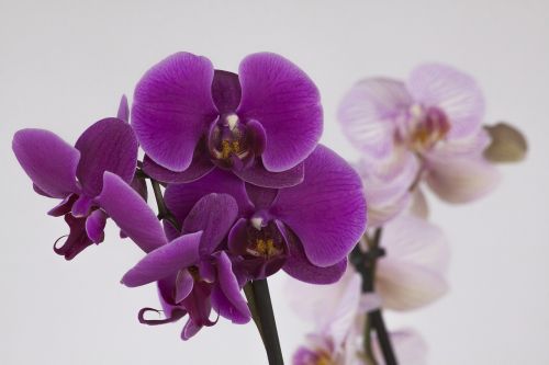 Orchidėja,  Phalaenopsis,  Žiedas,  Žydėti,  Gėlė,  Violetinė,  Rožinis,  Gamta,  Atogrąžų,  Be Honoraro Mokesčio
