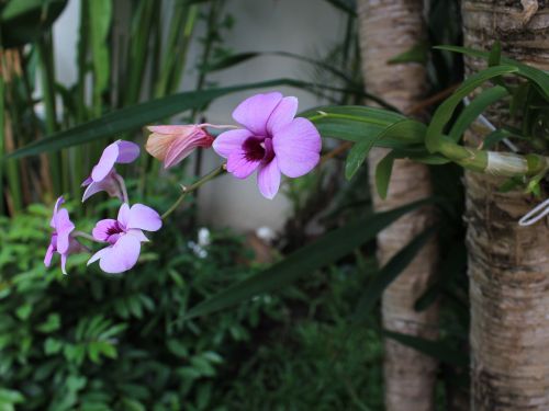 Orchidėja,  Violetinė,  Be Honoraro Mokesčio