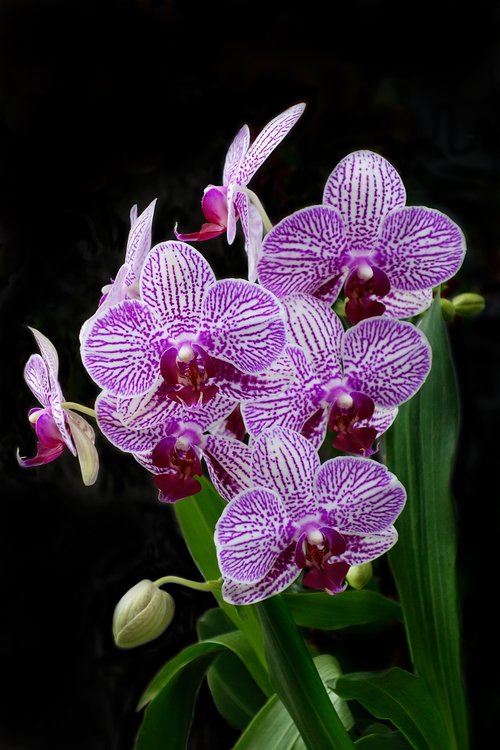 Orchidėjų,  Gėlė,  Tropical,  Egzotiškas,  Gamta