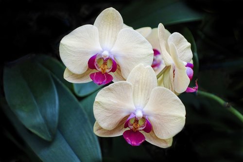 Orchidėjų,  Gėlė,  Tropical,  Egzotiškas,  Pobūdį,  Botanikos