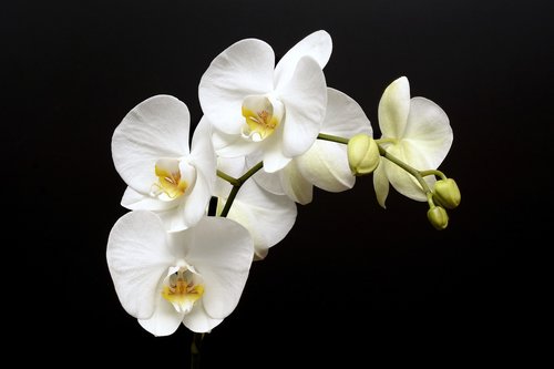 Orchidėjų,  Gėlė,  Žiedas,  Žydi,  Bud,  Tropical,  Baltos Spalvos,  Žiedlapis,  Iš Arti,  Gamta