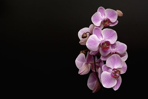 Orchidėjų,  Gėlė,  Žiedas,  Žydi,  Bud,  Tropical,  Violetinė,  Žiedlapis,  Makro,  Iš Arti,  Gamta